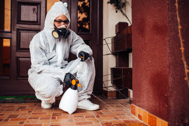Attic and Crawl Space Rodent Treatment in Lemon Hill