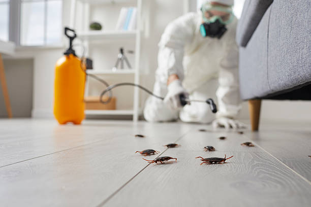 Commercial Rodent Management in Lemon Hill